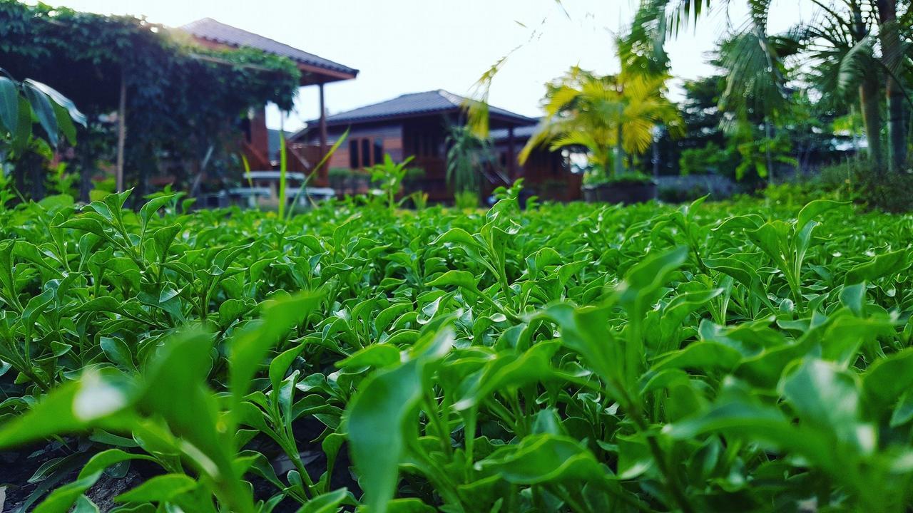 บ้านสวนมีดี ลำพูน Meedee Homestay Lamphun Ban Nong Pla Kho 외부 사진